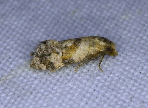 Platphalonidia albertae