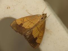 Evergestis limbata