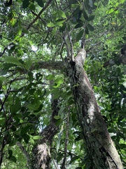 Glochidion rubrum