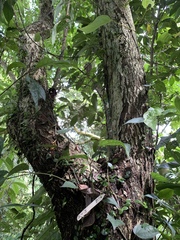 Glochidion rubrum
