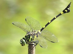 Ictinogomphus pertinax