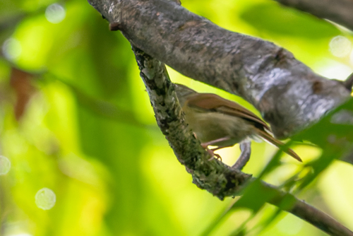 Ochre-crowned Greenlet (Tunchiornis ochraceiceps), photo 1