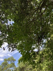 Glochidion rubrum