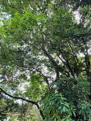 Glochidion rubrum