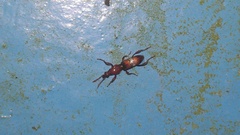 Cyphagogini