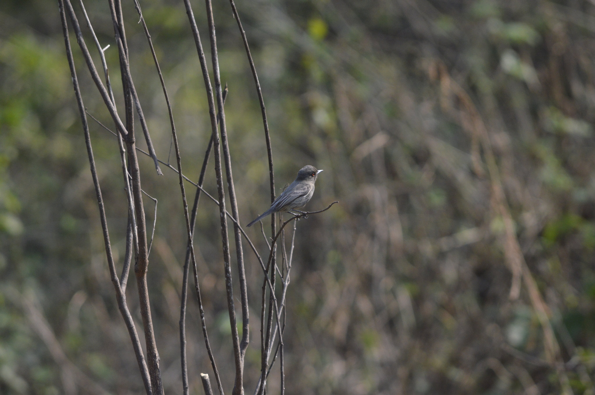 Cinereous Tyrant (Knipolegus striaticeps), photo 10