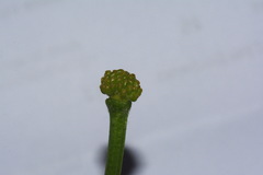 Ficaria verna ficariiformis