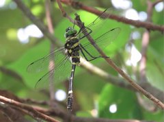 Epophthalmia elegans