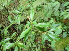 Daphne arisanensis