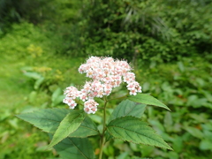 Spiraea formosana