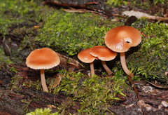 Laccaria masoniae
