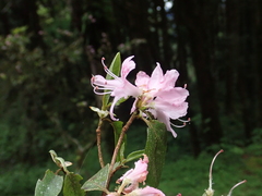 Rhododendron breviperulatum