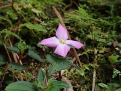 Sarcopyramis napalensis delicata