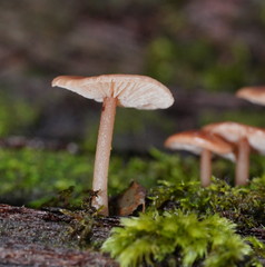 Laccaria masoniae