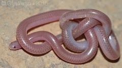 Nurse's Blind Snake photo 1