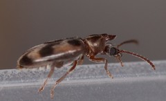 Notoxus haustrus