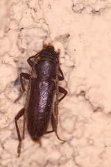 Anelaphus magnipunctatus