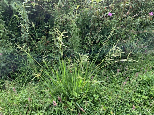 Paspalum scrobiculatum observed 2024-08-05