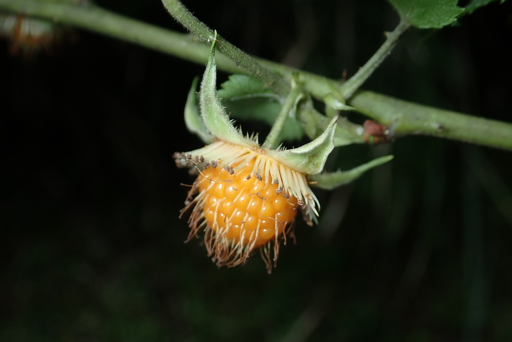 Rubus taitoensis (Rubus taitoensis)