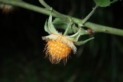 Rubus taitoensis