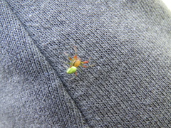 Araneae