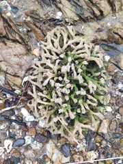 Haliclona cymaeformis