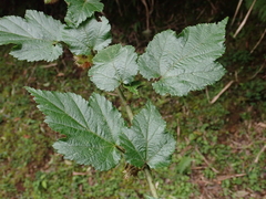 Rubus taitoensis