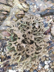 Haliclona cymaeformis