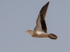 Crowned Sandgrouse photo 2
