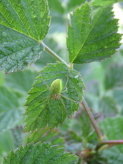 Araneae