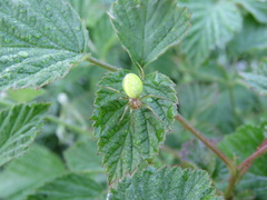 Araneae
