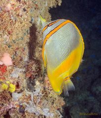 Chelmon marginalis