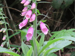 Digitalis purpurea