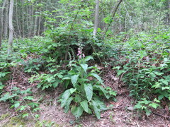Digitalis purpurea