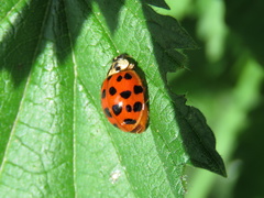 Harmonia axyridis
