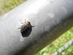 Chrysobothris affinis