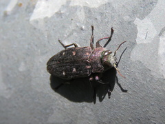 Chrysobothris affinis