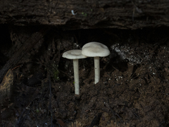 Entoloma peralbidum