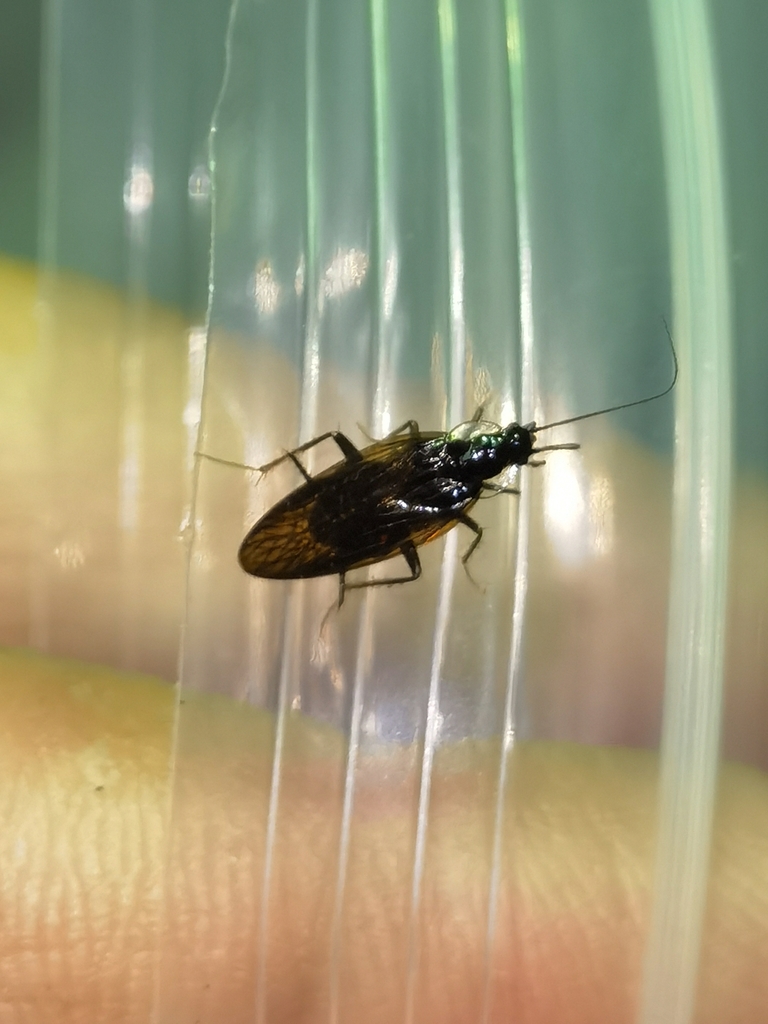 Ctenoneurinae