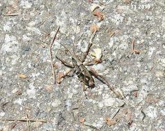 Paratlanticus ussuriensis