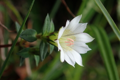 Gentiana flavomaculata