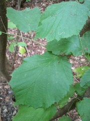 Corylus avellana
