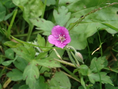 Geranium nepalense thunbergii