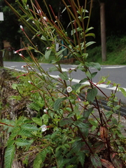 Epilobium amurense
