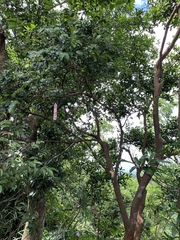 Camellia brevistyla