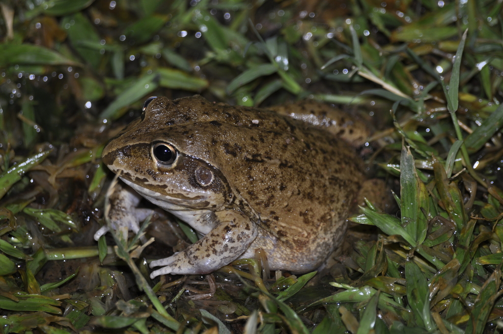 Giant Frog from Davenport NT 0872, Australia on April 5, 2015 at 08:09 ...