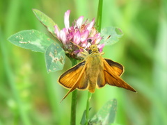 Ochlodes sylvanus