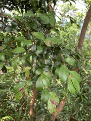Camellia brevistyla