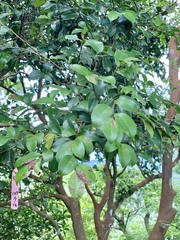 Camellia brevistyla