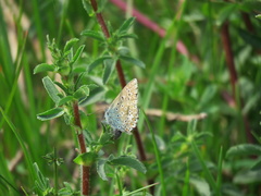 Polyommatus icarus